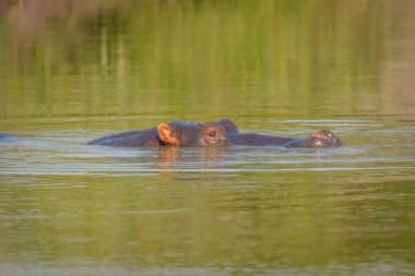Su aygırı (Hippopotamus amfibi), Mburo Gölü Ulusal Parkı, Uganda.