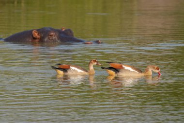 Mısırlı kaz (Alopochen aegyptiaca), Mburo Gölü Ulusal Parkı, Uganda.