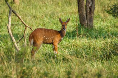 Erkek Burnu Bushbuck (Tragelaphus betiği), Mburo Gölü Ulusal Parkı, Uganda.