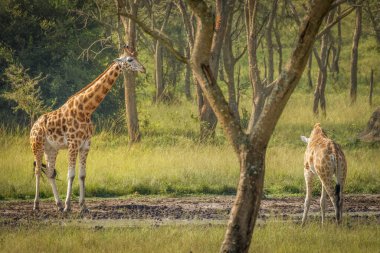 İki Rothschild zürafası (Giraffa camelopardalis rothschildi) Uganda 'daki Mburo Gölü Ulusal Parkı' nda bir su birikintisinde duruyor..