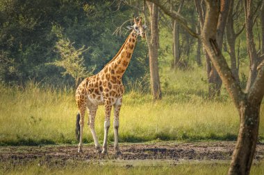 Bir Rothschild zürafası (Giraffa camelopardalis rothschildi) Uganda 'daki Mburo Gölü Ulusal Parkı' nda bir su birikintisinde duruyor..