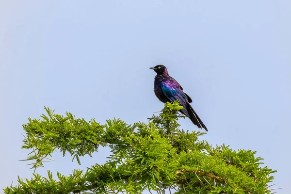 Rppell Starling 也被称为Rueppell Glossy Starling或Rueppell Long Tail Starling 是乌干达Mburo湖国家公园Sturnidae家族中的一种星族 — 图库照片