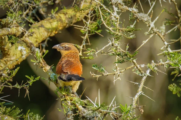 Een Boerenkoets Centropus Burchellii Een Tak Lake Mburo National Park — Stockfoto