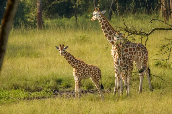 Eine Mutter Rothschilds Giraffe Mit Ihrem Baby Giraffa Camelopardalis Rothschildi — Stockfoto