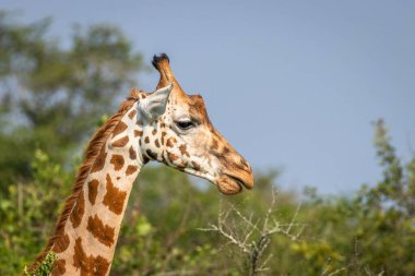 Bir Rothschild zürafasının başı (Giraffa camelopardalis rothschildi), Mburo Gölü Ulusal Parkı, Uganda.
