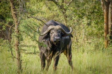 Yaşlı erkek Afrika Bizonu (Syncerus caffer), Mburo Gölü Ulusal Parkı, Uganda.