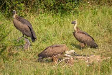 Beyaz sırtlı akbabalar (Gyps africanus) Uganda 'da, Mburo Gölü Ulusal Parkı' nda leş yiyerek beslenirler..