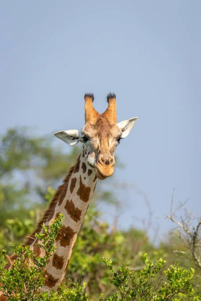 Head Rothschild Giraffe Giraffa Camelopardalis Rothschildi Lake Mburo National Park — Stock Photo, Image