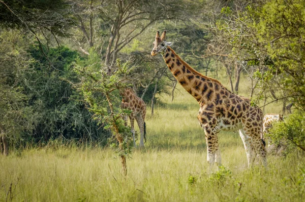 Eine Rothschild Giraffe Giraffa Camelopardalis Rothschildi Steht Einem Wasserloch Lake — Stockfoto
