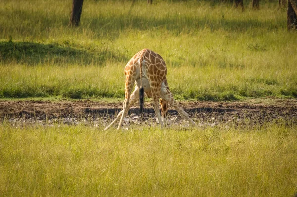 공원의 물웅덩이에서 마시고 로스차일드 Giraffa Camelopardalis Rothschildi — 스톡 사진