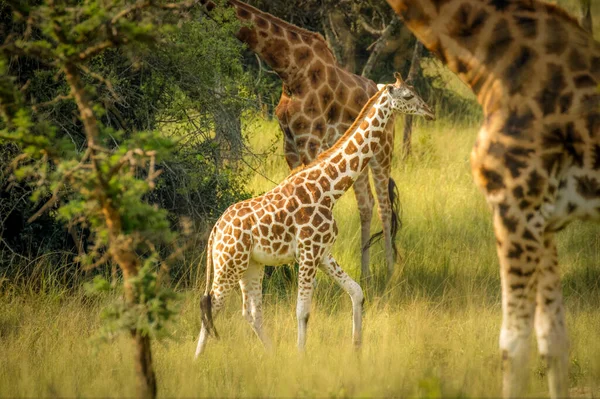 Egy Újszülött Rothschild Zsiráf Giraffa Camelopardalis Rothschildi Áll Egy Víznyelő — Stock Fotó