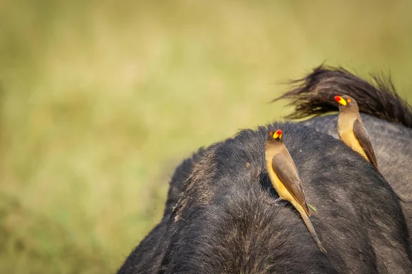 Окспекер Buphagus Africanus Африканському Буйволі Національний Парк Озера Мбуро Уганда — стокове фото