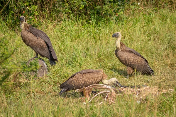 Buitres Respaldados Por Blancos Gyps Africanus Desguazando Cadáver Parque Nacional — Foto de Stock