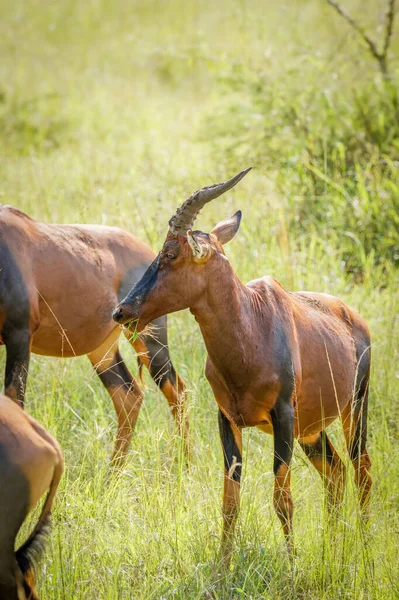 Férfi Topi Damaliscus Lunatus Látszó Veszély Lake Mburo Nemzeti Park — Stock Fotó