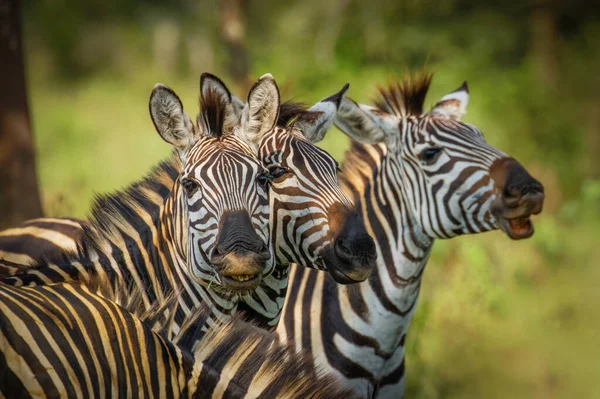 Zebra sürüsü, quagga ekseni, burçellii ekseni, zebra sürüsü, Mburo Gölü Milli Parkı, Uganda.