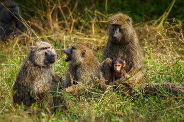 Chacma babunu (Papio ursinus) anne ve genç, şirin bir babun bebek, Mburo Gölü Ulusal Parkı, Uganda.