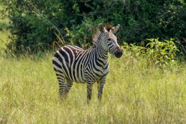 Plains zebra, equus quagga, equus burchellii, common zebra, Lake Mburo National Park, Uganda. clipart
