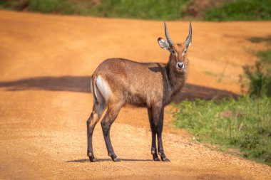 Yolda duran erkek defassa su geyiği (Kobus ellipsiprymnus defassa), Mburo Gölü Ulusal Parkı, Uganda.