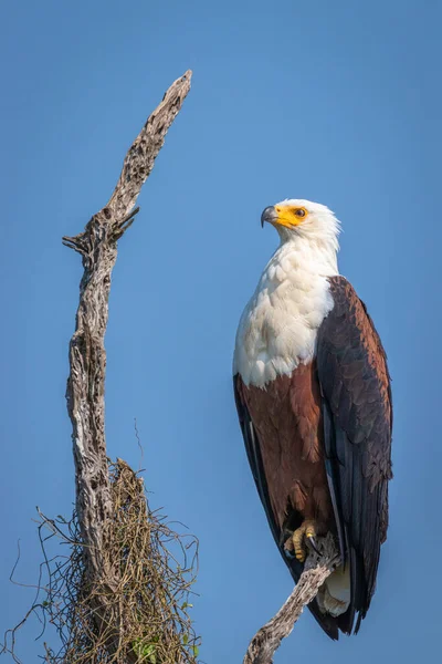 Afrikanischer Fischadler Haliaeetus Vocifer Murchison Falls National Park Uganda — Stockfoto