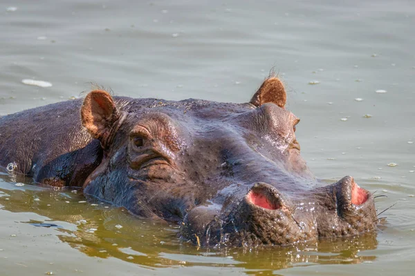Hippo Hippopopotamus Anfíbio Relaxante Água Durante Dia Parque Nacional Lago — Fotografia de Stock