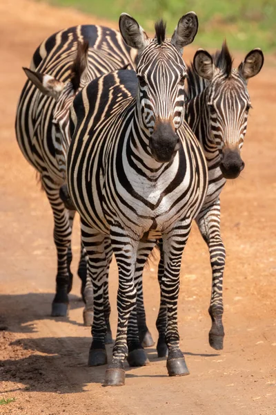 Стадо Равнин Зебра Equus Quagga Equus Burchellii Общая Зебра Стоящая — стоковое фото