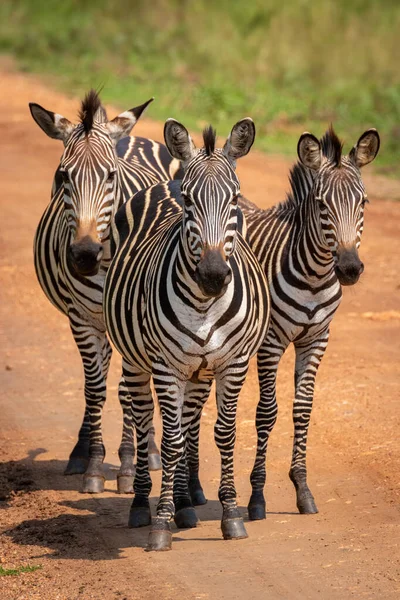 Стадо Равнин Зебра Equus Quagga Equus Burchellii Общая Зебра Стоящая — стоковое фото