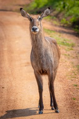 Dişi defassa su geyiği (Kobus ellipsiprymnus defassa), Mburo Gölü Ulusal Parkı, Uganda.