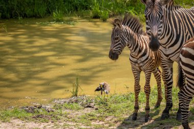 Ovaların zebrası, bir tay sürüsü, quagga ekseni, burçellii ekseni, yolda duran sıradan zebra, Mburo Gölü Ulusal Parkı, Uganda.