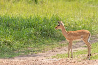 Yeni doğmuş bir impala (Aepyceros melampus), Mburo Gölü Ulusal Parkı, Uganda.