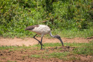 Kutsal bir Ibis (Threskiornis aethiopicus), Mburo Gölü Ulusal Parkı, Uganda.