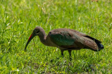 Hadaibis (Bostrychia hagedash), ayrıca Hadeda, Mburo Gölü Ulusal Parkı, Uganda.