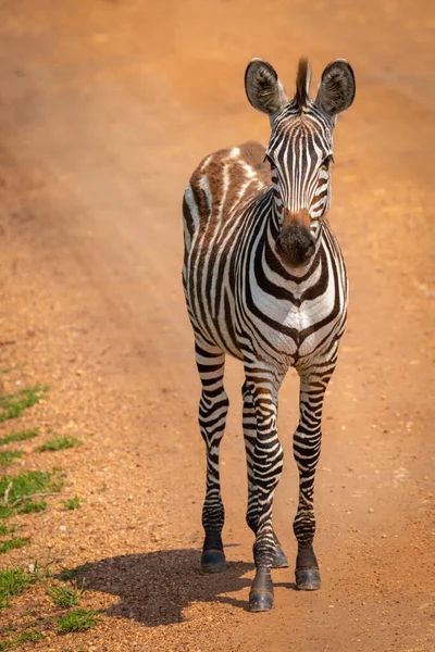 Plains Zebra Foal Equus Quagga Equus Burchellii Common Zebra Standing — 图库照片