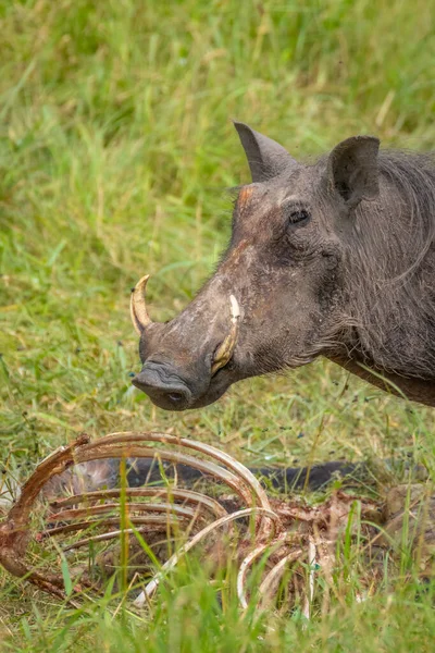 Warthog Phacochoerus Africanus Scavenging Carcass Lake Mburo National Park Uganda — Foto de Stock
