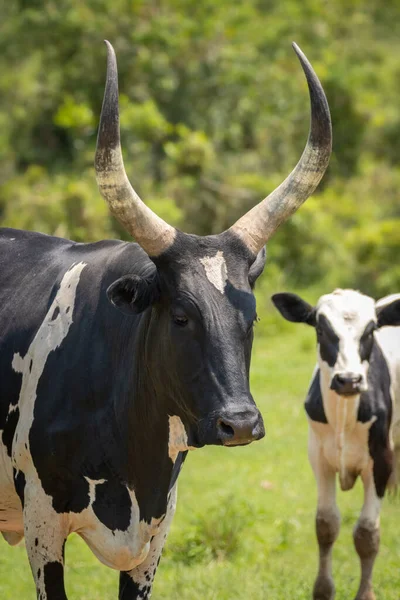 Uma Vaca Mestiça Com Vaca Ankole Watusi Vaca Holstein Friesian — Fotografia de Stock