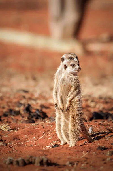 Meerkat Familie Suricata Suricatta Kalahari Woestijn Namibië — Stockfoto