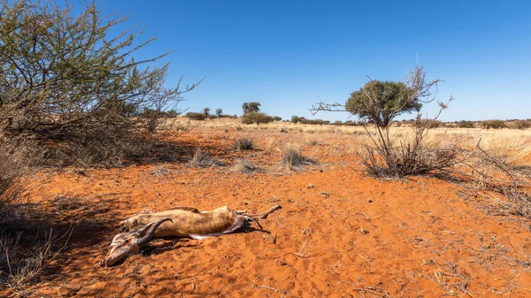 Ein Toter Springbock Antidorcas Marsupialis Einer Trockenen Landschaft Kalahari Namibia — Stockfoto