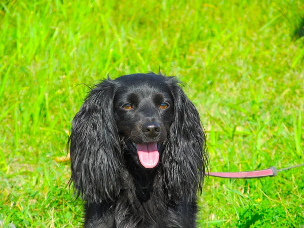 Hunting dog — Stock Photo, Image