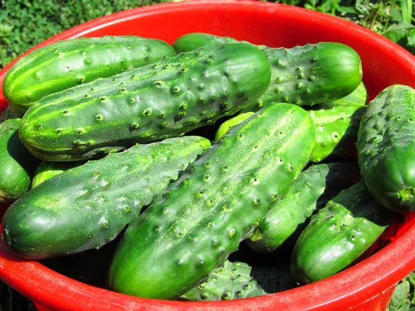 Salatalık kovaya toplanır