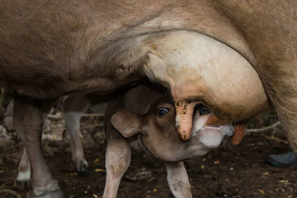 Primer plano ternero amamantando leche de mamá. amamantamiento de terneros — Foto de Stock
