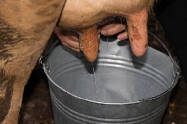 Süt sağan inek. Küçük kırsal kesimde elle sağılan sütün ayrıntıları