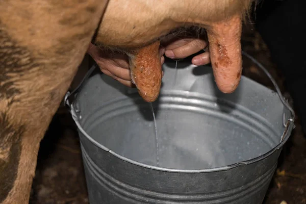 Vaca lechera. Detalle de la leche de ordeño manual en una pequeña granja rural — Foto de Stock