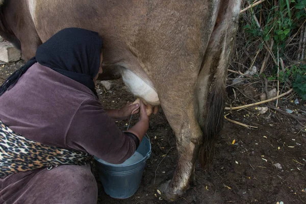 Vaca lechera. Detalle de la leche de ordeño manual en granja rural. vida de pueblo — Foto de Stock
