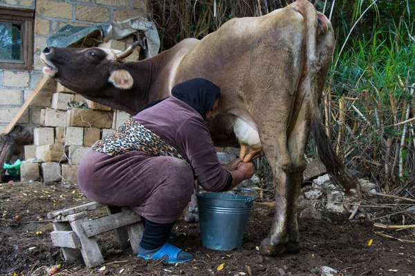 Vaca lechera. Detalle de la leche de ordeño manual en granja rural. vida de pueblo — Foto de Stock