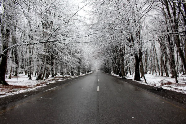 Snowy road in winter. Black and white colors of nature. Snowy forest road. Gabala - Azerbaijan — Stock Photo, Image