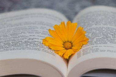 Yaz kitabı konsepti, romantik duygusal edebiyat. Daisy kitabın üzerinde..