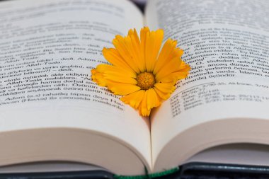 Yaz kitabı konsepti, romantik duygusal edebiyat. Daisy kitabın üzerinde..