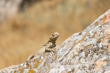 Çöl hayatı kertenkele. Gobustan Ulusal Parkı. Kayadaki kertenkele