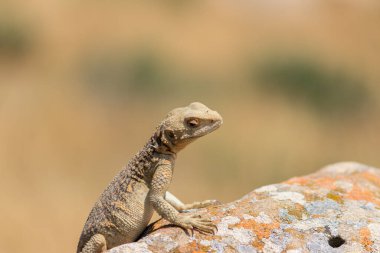 Çöl hayatı kertenkele. Gobustan Ulusal Parkı. Kayadaki kertenkele