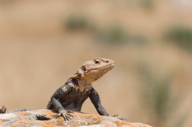 Çöl dikenli kertenkele. Vahşi yaşam hayvanı. Agama Kertenkelesi yakın plan. Vahşi doğa.