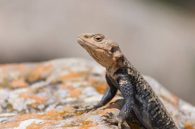 Çöl dikenli kertenkele. Vahşi yaşam hayvanı. Agama Kertenkelesi yakın plan. Vahşi doğa.